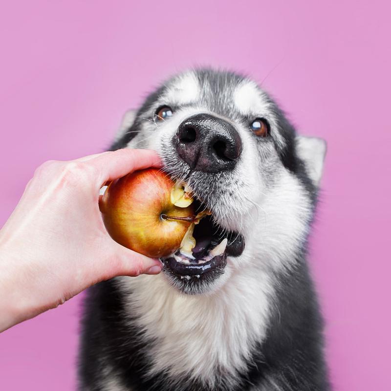 Healthy Alternative Fruit Snacks for Dogs